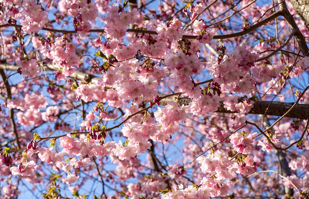 Pétalos de cerezo cayendo en Kungsträdgården en primavera
