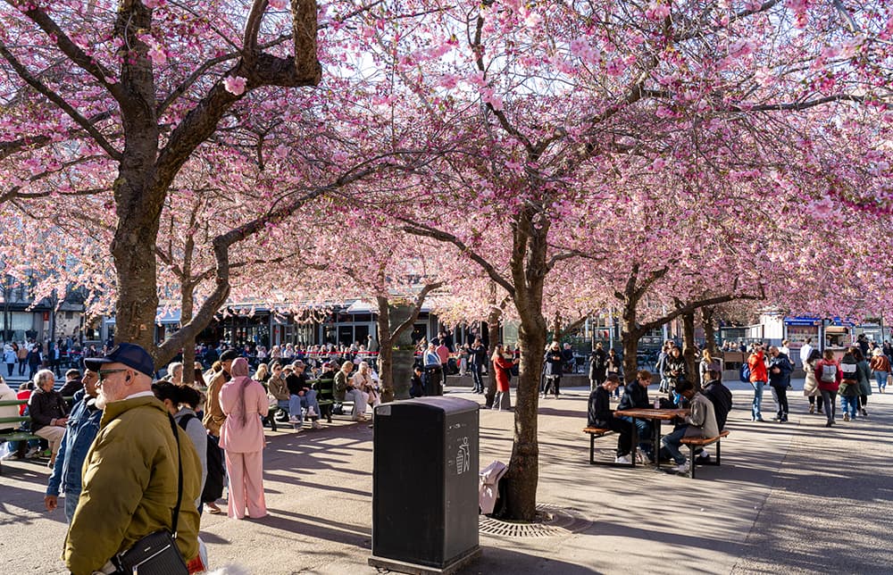 Cerezos en flor en Kungsträdgården, Estocolmo, en abril