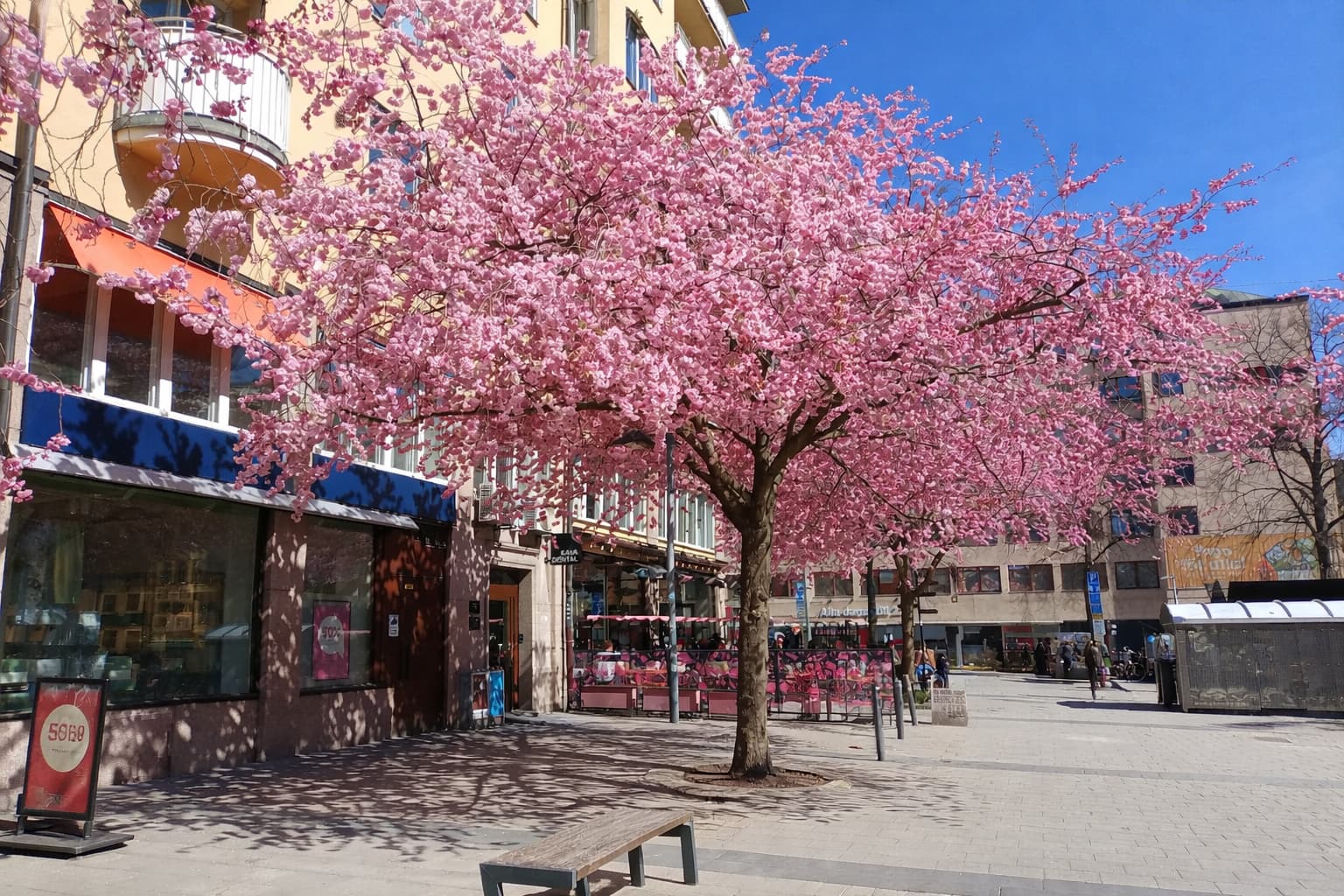 Cerezos en flor en Bysistorget, Södermalm