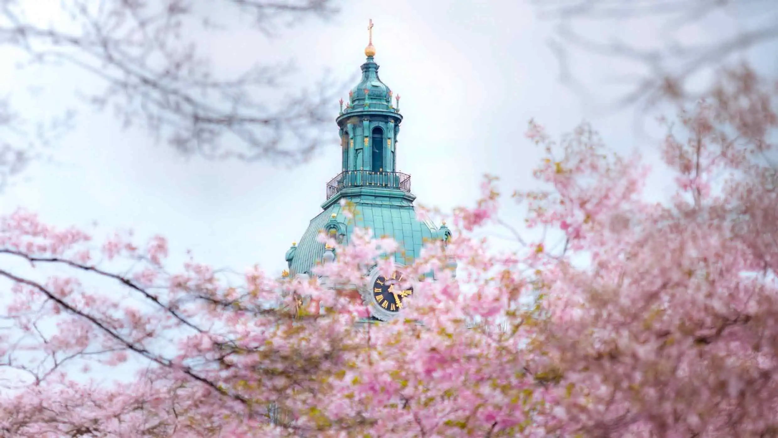 Cerezos en flor en Estocolmo con la torre del Ayuntamiento al fondo
