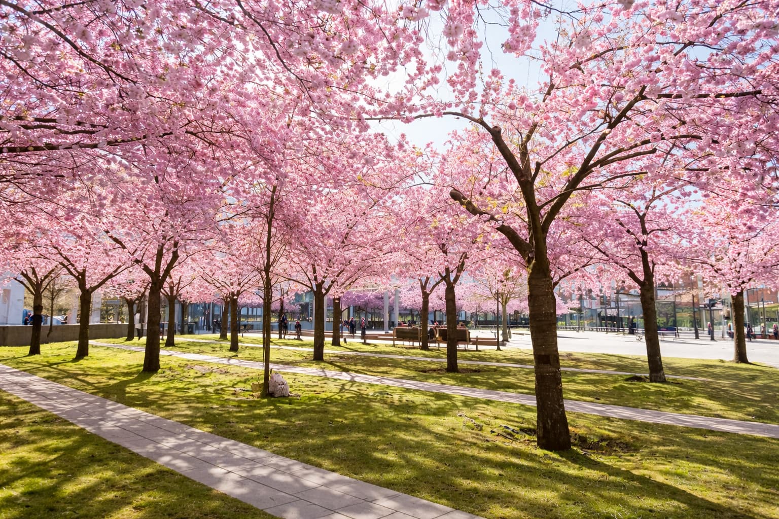 Túnel de cerezos en Lumaparken, Hammarby Sjöstad