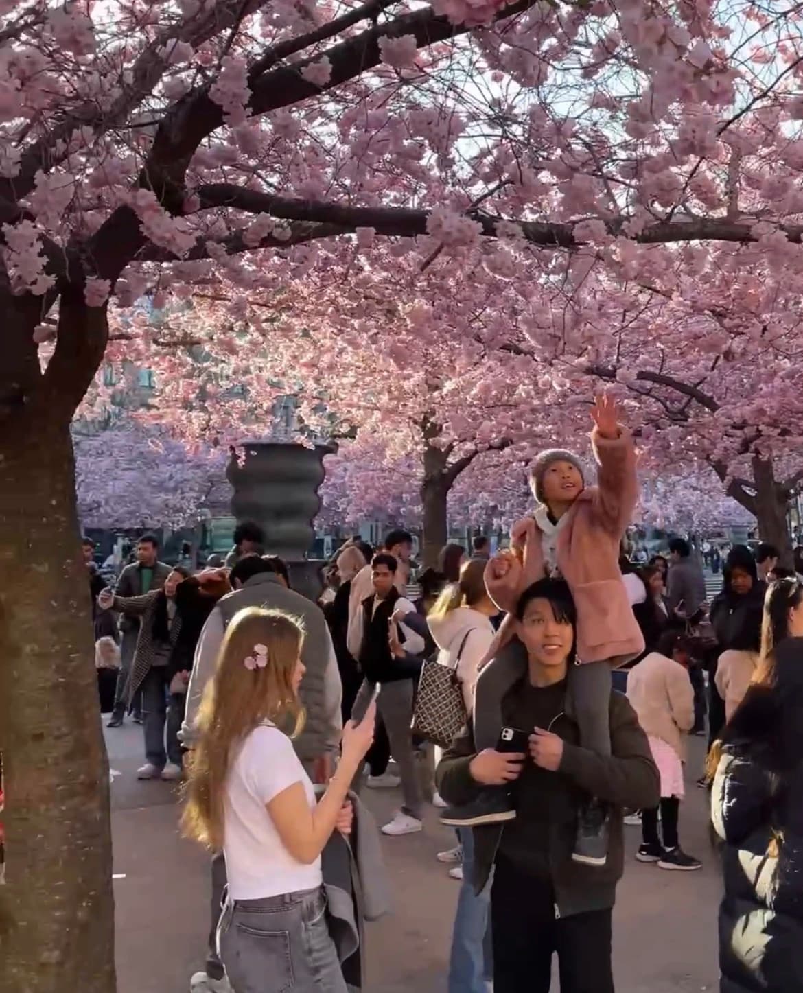 Dosel de cerezos en Kungsträdgården con gente disfrutando la primavera