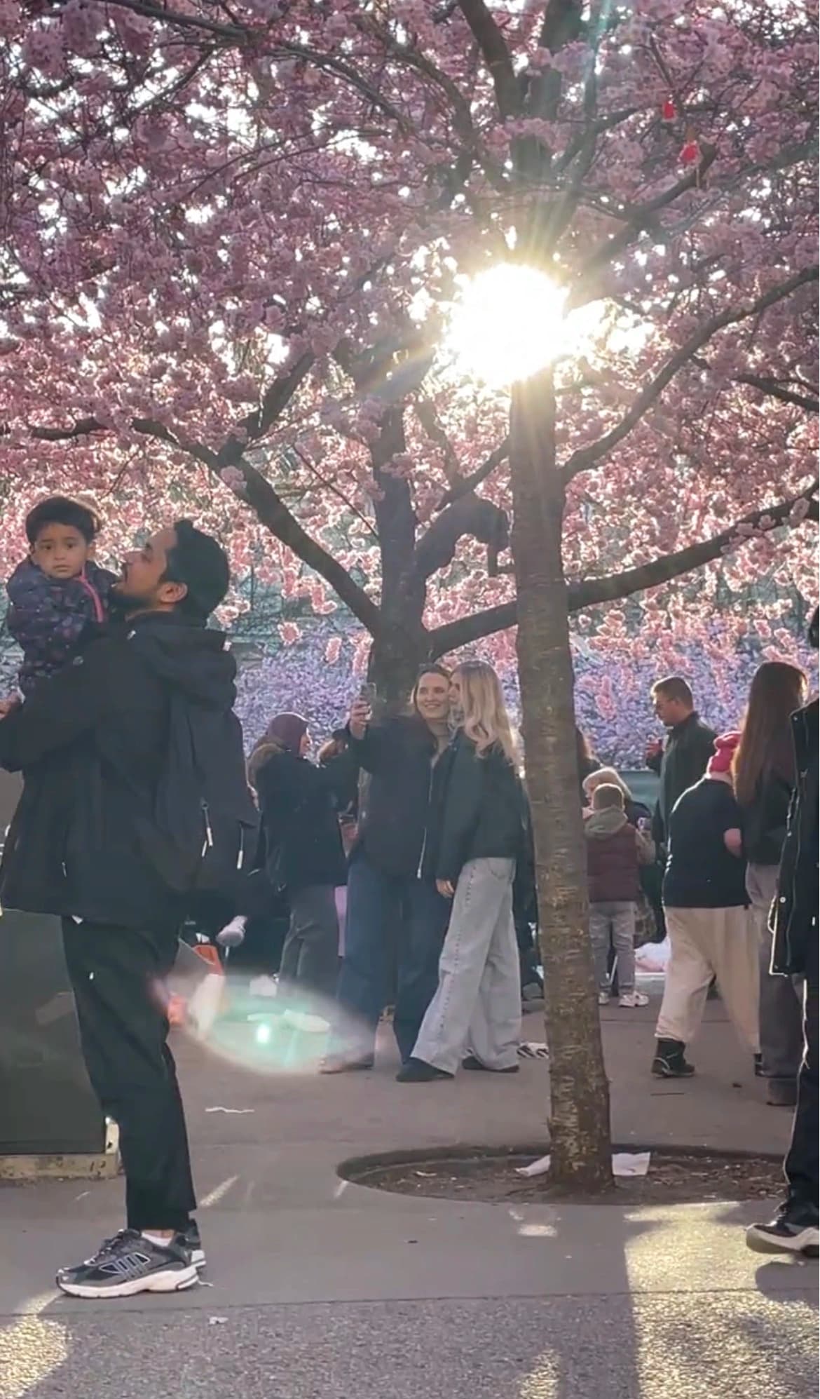 Luz del atardecer atravesando los cerezos en Kungsträdgården